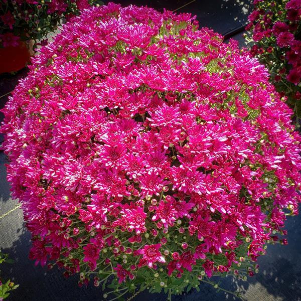 606 Mum Purple Prism Purple - View 3 from www redcrocus com