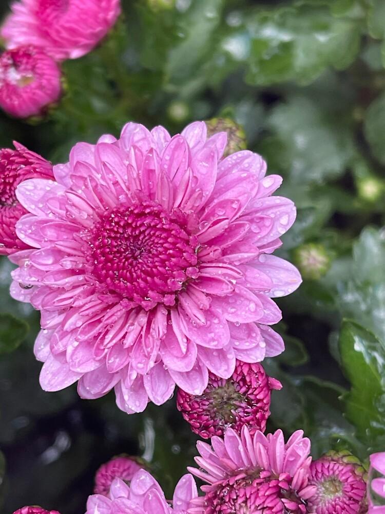 607 Mum Pink Skyfall Pink - View 11 from www redcrocus com