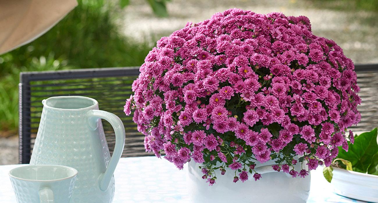 607 Mum Pink Skyfall Pink - View 7 from www redcrocus com