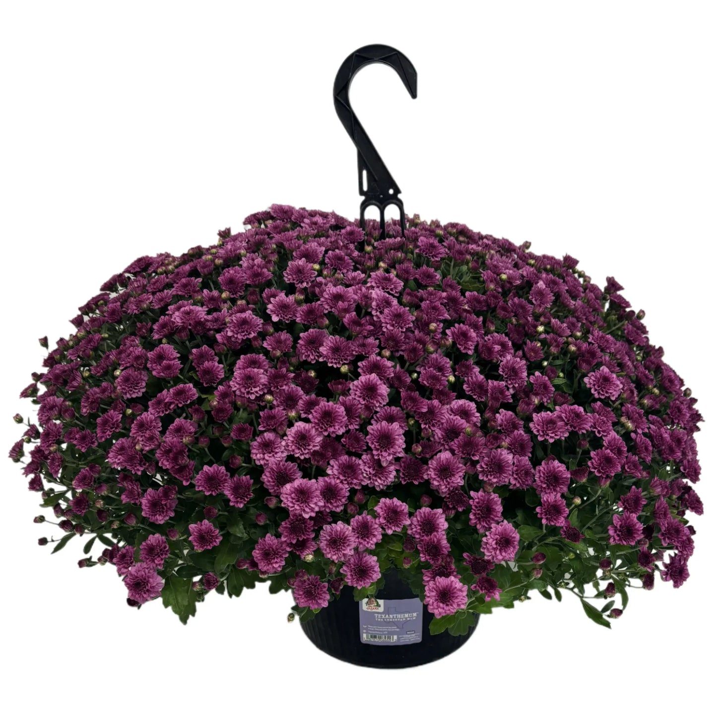 608 Mum Purple Skyfall Purple - View 2 from www redcrocus com