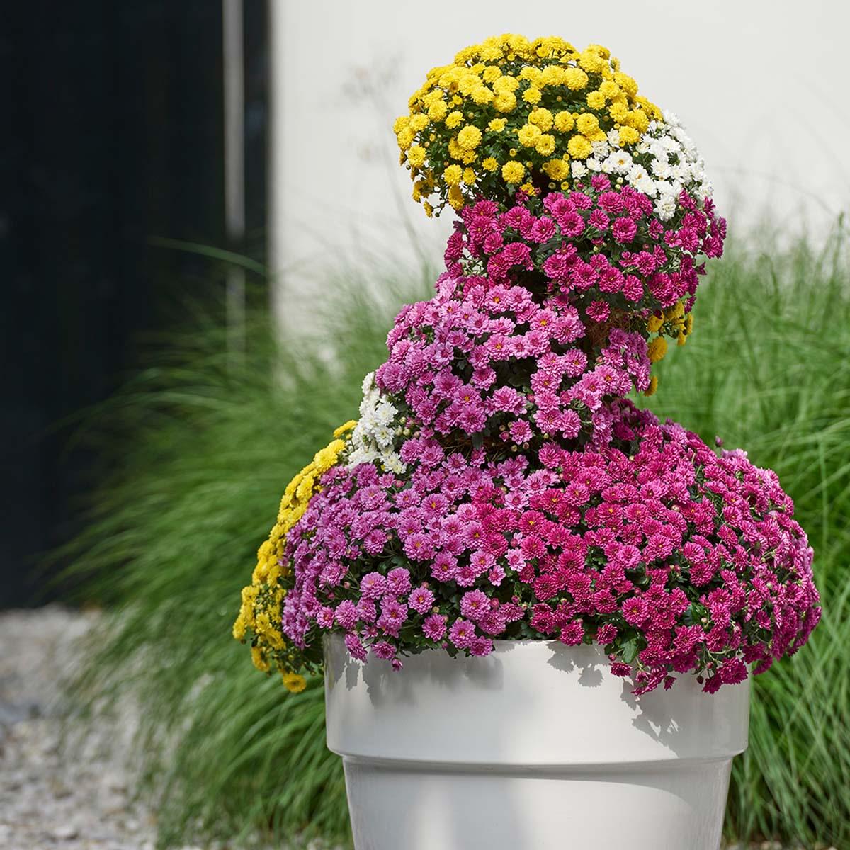 608 Mum Purple Skyfall Purple - View 8 from www redcrocus com