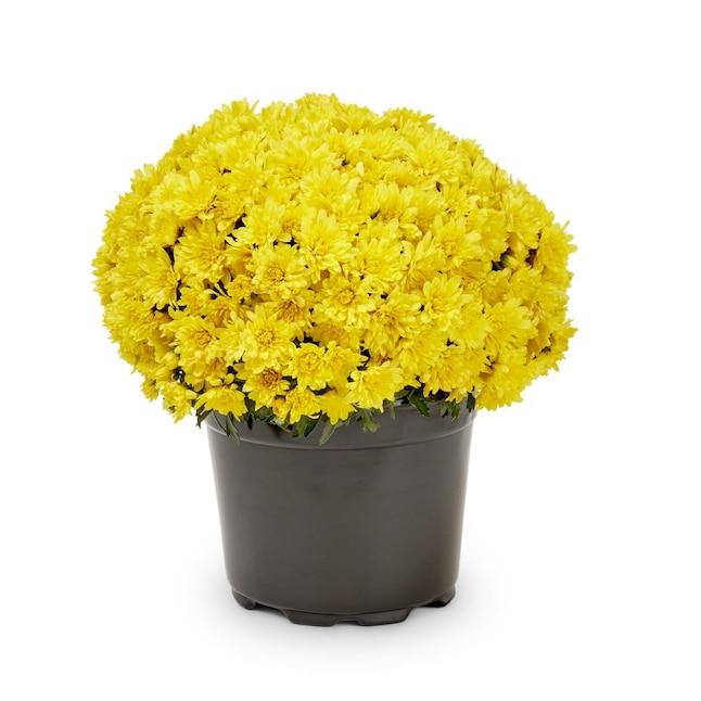 616 Mum Yellow Vigorelli Gold - View 6 from www redcrocus com