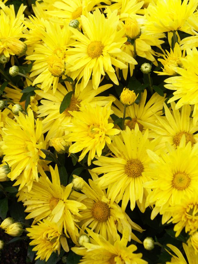 616 Mum Yellow Vigorelli Gold - View 9 from www redcrocus com