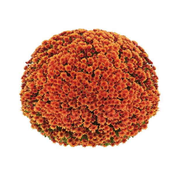627 Mum Orange Vigorelli Orange - View 1 from www redcrocus com