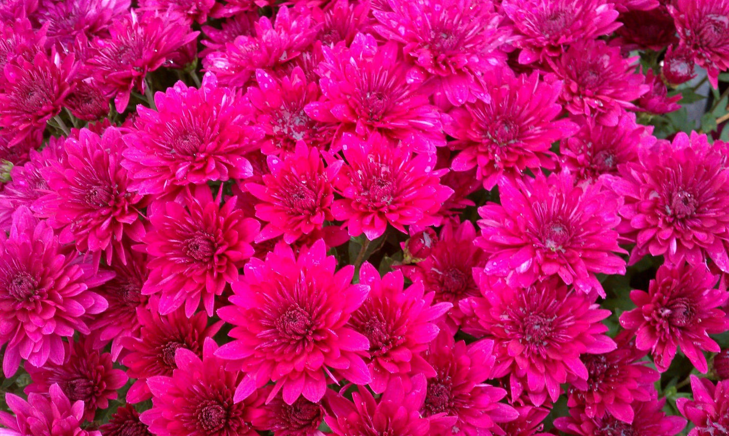 636 Mum Red Josephine Red - View 10 from www redcrocus com