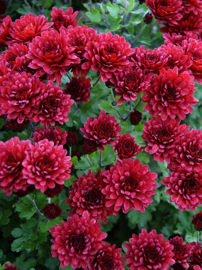 636 Mum Red Josephine Red - View 15 from www redcrocus com