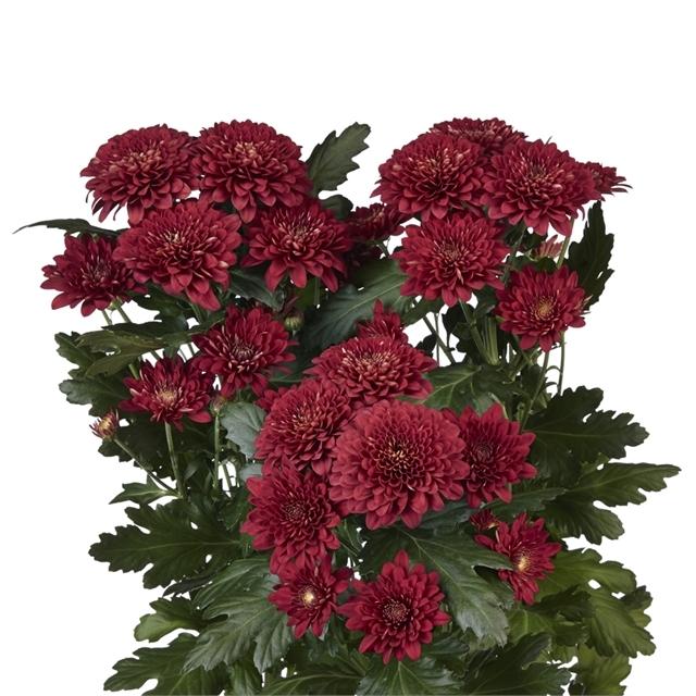 636 Mum Red Josephine Red - View 8 from www redcrocus com