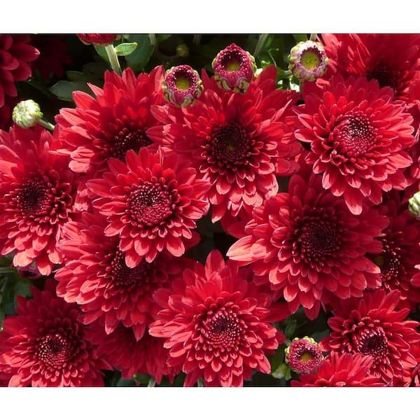 647 Mum Red Penera Red - View 13 from www redcrocus com