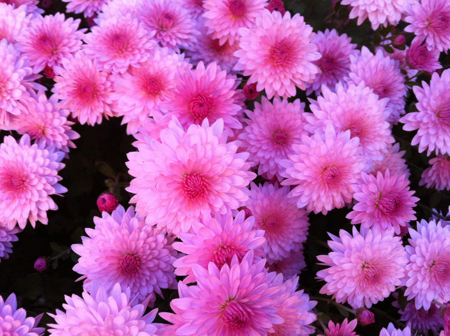 649 Mum Pink Summer Sunset - View 13 from www redcrocus com