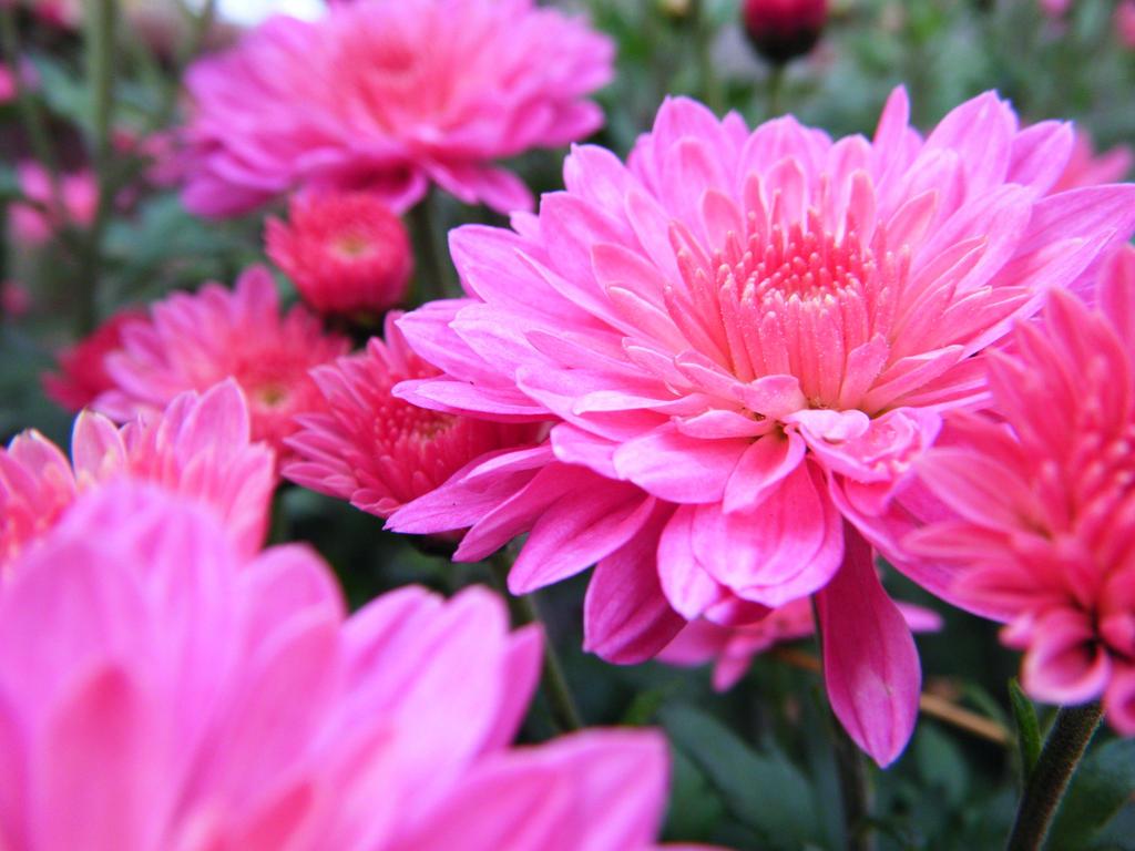 649 Mum Pink Summer Sunset - View 14 from www redcrocus com