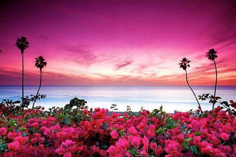 649 Mum Pink Summer Sunset - View 15 from www redcrocus com