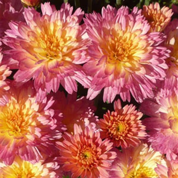 649 Mum Pink Summer Sunset - View 5 from www redcrocus com