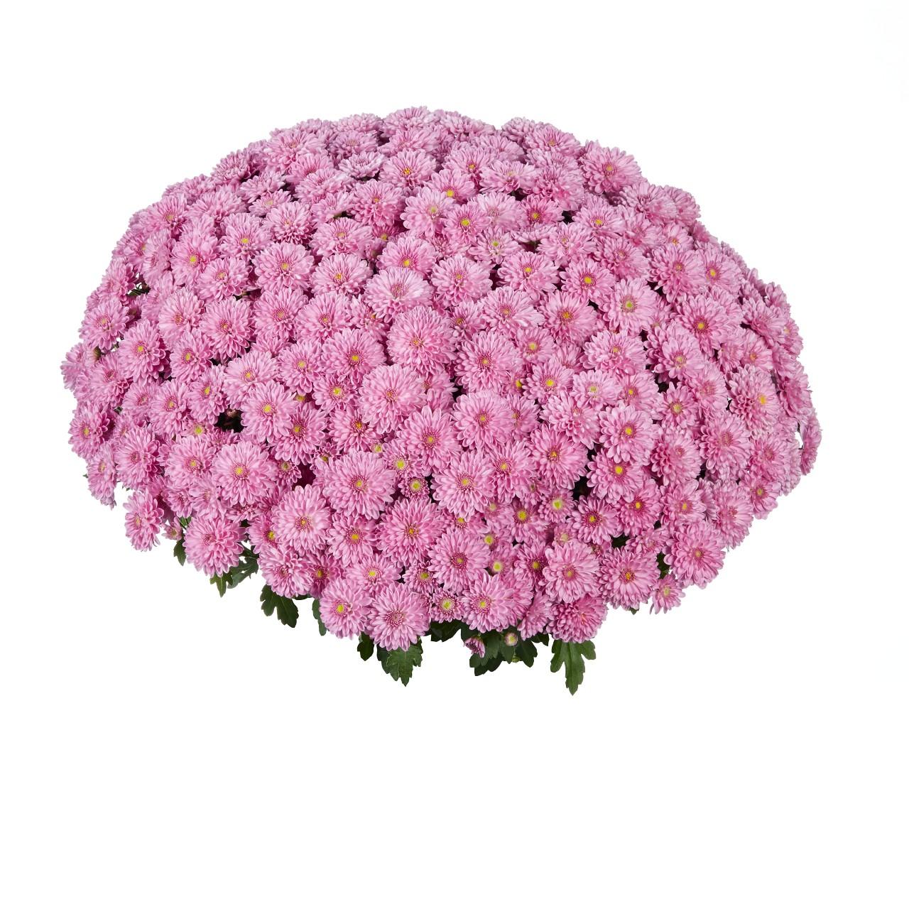 650 Mum Pink Temptation Pink - View 14 from www redcrocus com