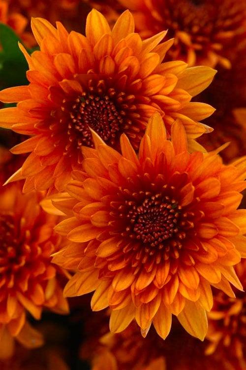 Mum Orange Petit Orange Daisy - View 12 from www redcrocus com