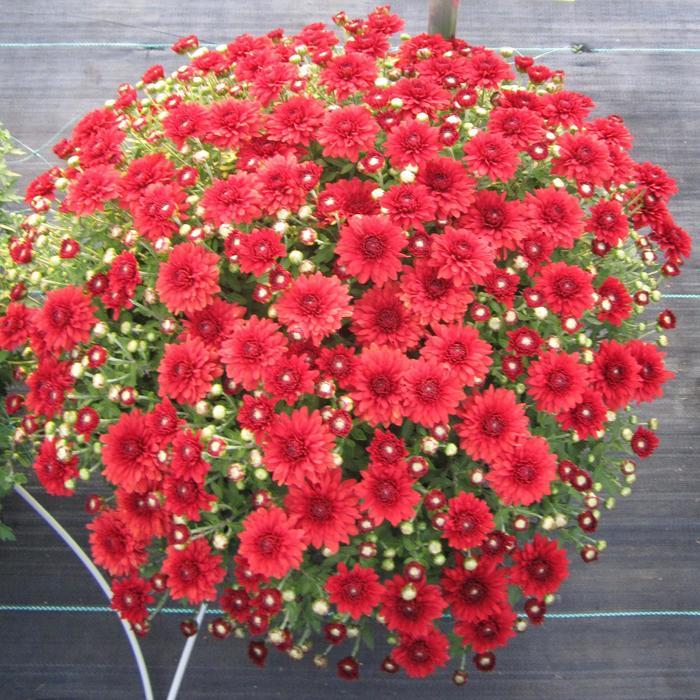 Mum Red Camina Red - View 2 from www redcrocus com