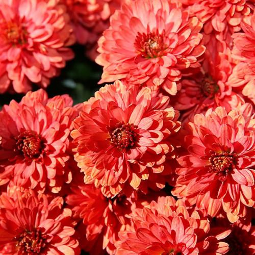 Mum Red Camina Red - View 3 from www redcrocus com