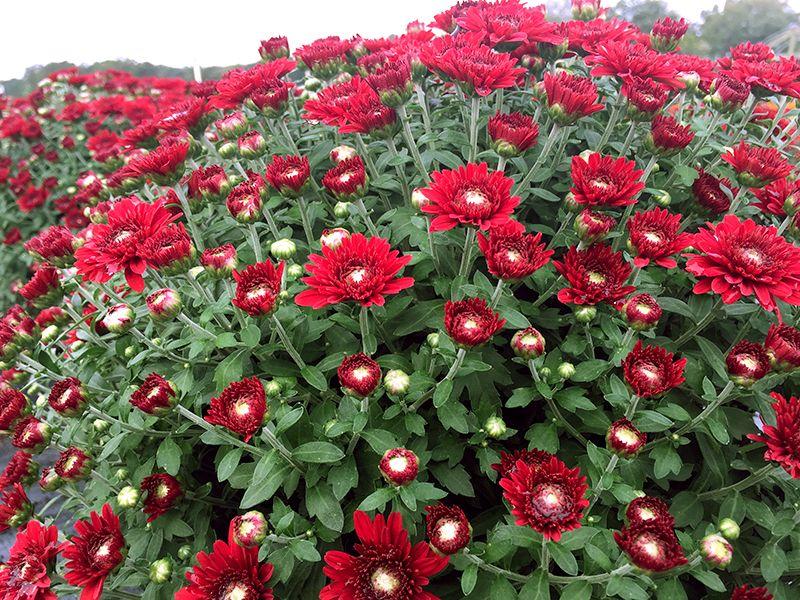 Mum Red Camina Red - View 4 from www redcrocus com