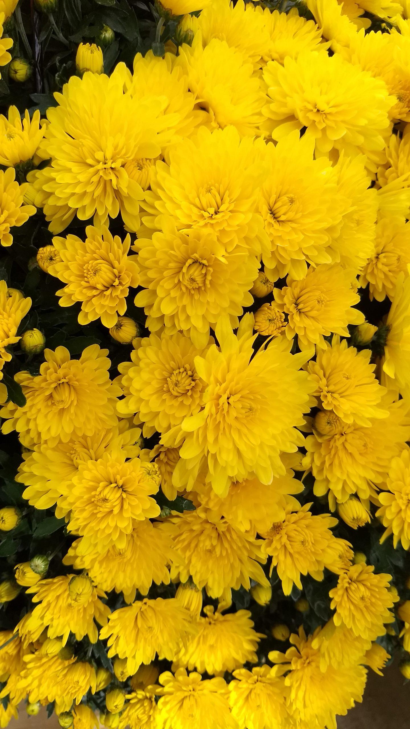 Mum Yellow Elena Gold Yellow - View 9 from www redcrocus com