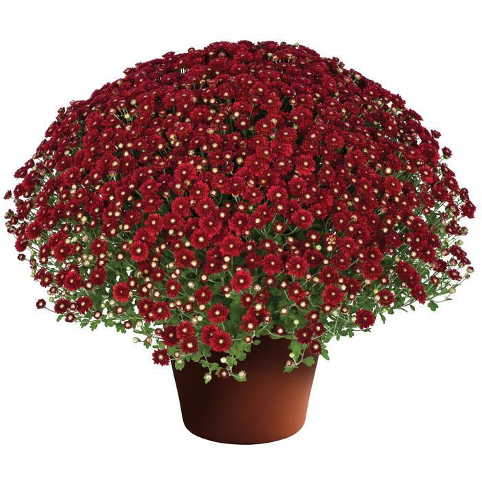 Mum Red Aideen Red Fire - View 4 from www redcrocus com