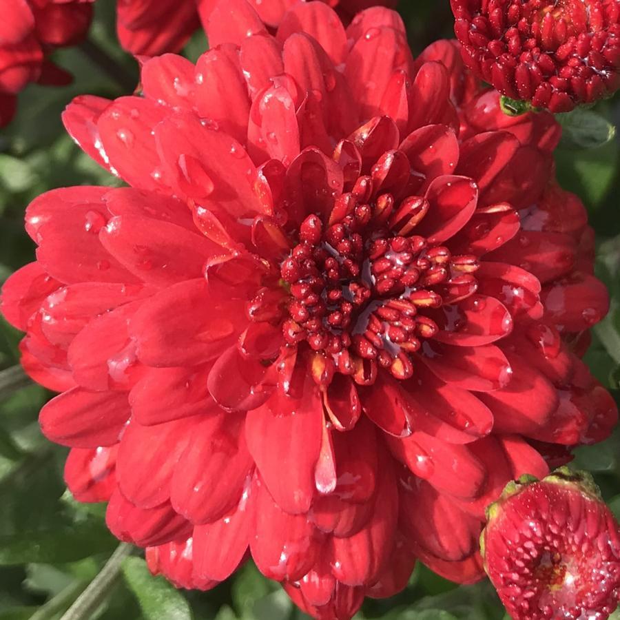 Mum Red Hestia Hot Red - View 10 from www redcrocus com