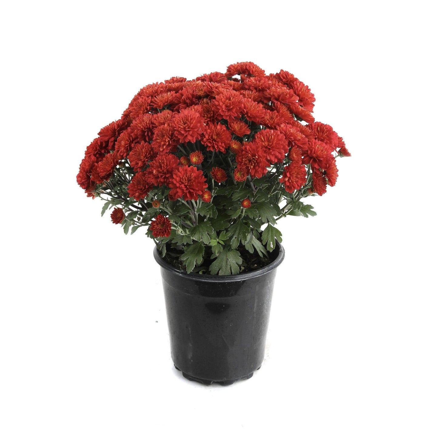 Mum Red Hestia Hot Red - View 11 from www redcrocus com
