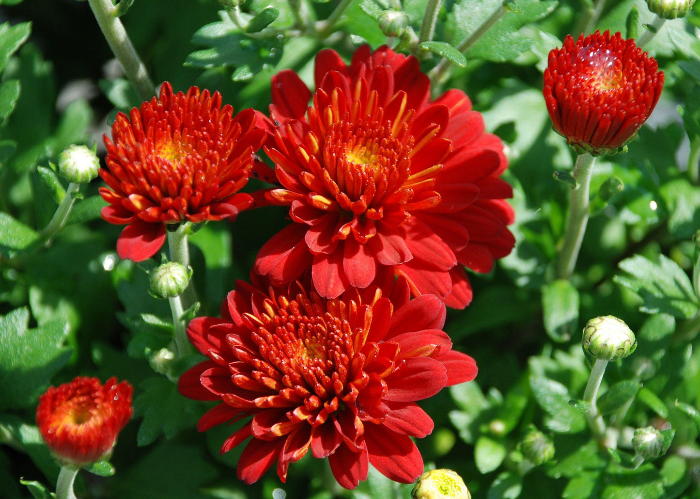 Mum Red Hestia Hot Red - View 12 from www redcrocus com