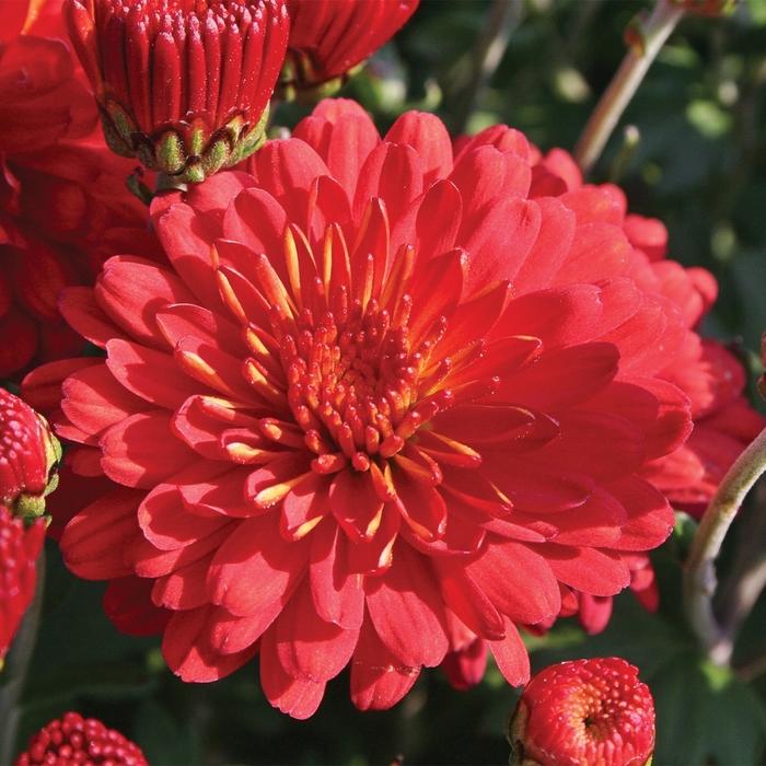 Mum Red Hestia Hot Red - View 2 from www redcrocus com
