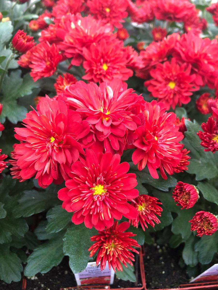 Mum Red Hestia Hot Red - View 3 from www redcrocus com