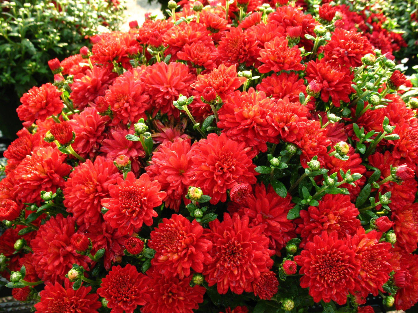 Mum Red Hestia Hot Red - View 4 from www redcrocus com
