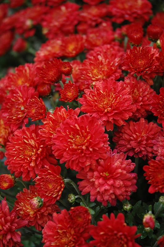 Mum Red Hestia Hot Red - View 5 from www redcrocus com