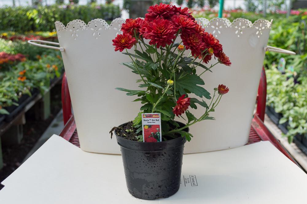 Mum Red Hestia Hot Red - View 7 from www redcrocus com