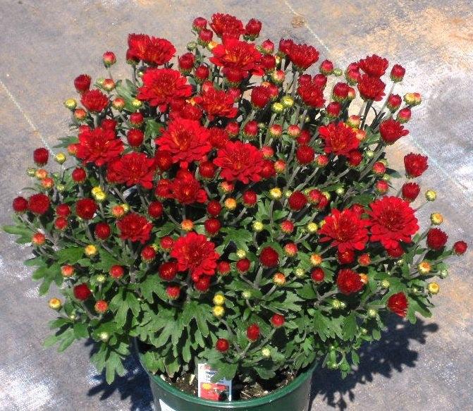 Mum Red Hestia Hot Red - View 8 from www redcrocus com