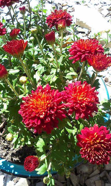 Mum Red Hestia Hot Red - View 9 from www redcrocus com