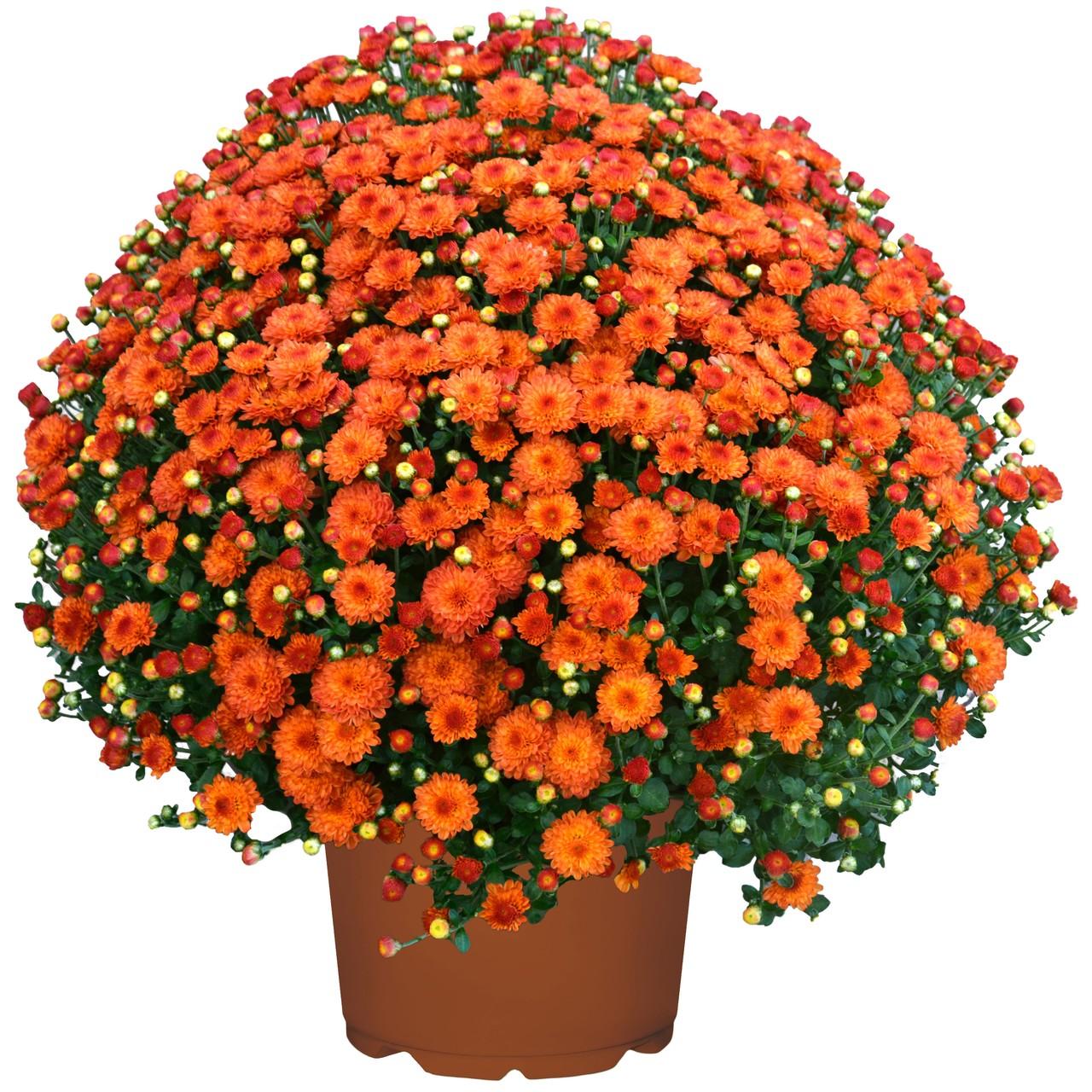 Mum, Orange Staviski Orange - View 15 from www redcrocus com