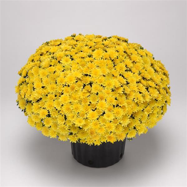 Mum Yellow Paradiso Yellow - View 3 from www redcrocus com
