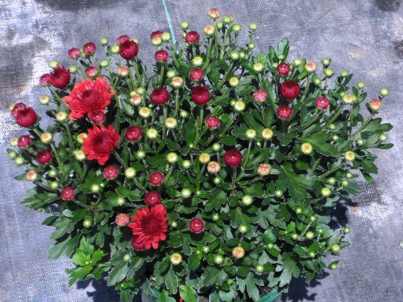 Mum Red Cheryl Jolly Red - View 9 from www redcrocus com