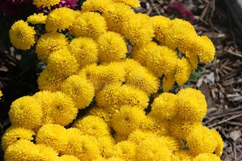 Mum Yellow Allegra Yellow - View 10 from www redcrocus com