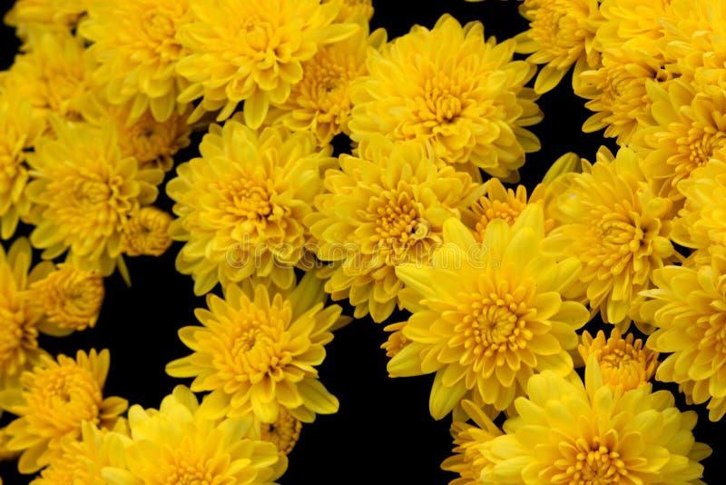 Mum Yellow Allegra Yellow - View 11 from www redcrocus com