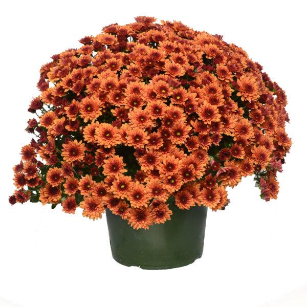 Mum Bronze Katelli Bronze - View 11 from www redcrocus com