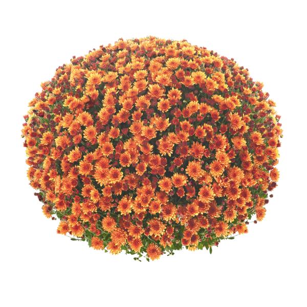 Mum Orange Keeley Orange - View 4 from www redcrocus com