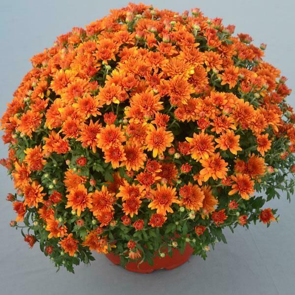 Mum Orange Beatrice Orange - View 14 from www redcrocus com