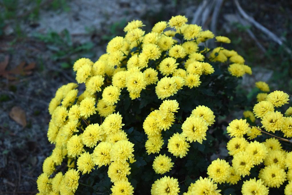 Mum Yellow Skylar Yellow - View 11 from www redcrocus com