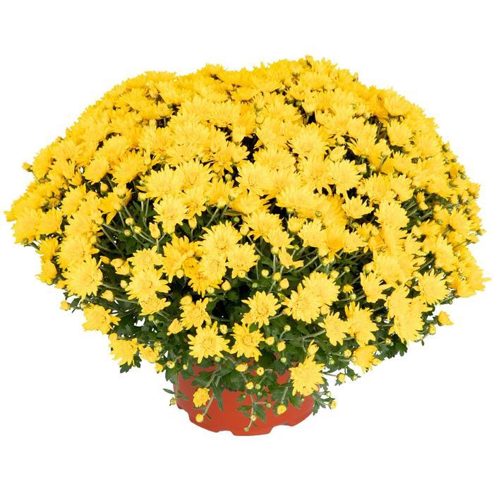 Mum Yellow Skylar Yellow - View 1 from www redcrocus com