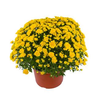Mum, Yellow Tanya Yellow - View 1 from www redcrocus com