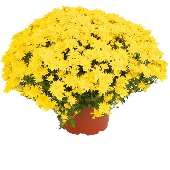 Mum, Yellow Tanya Yellow - View 8 from www redcrocus com