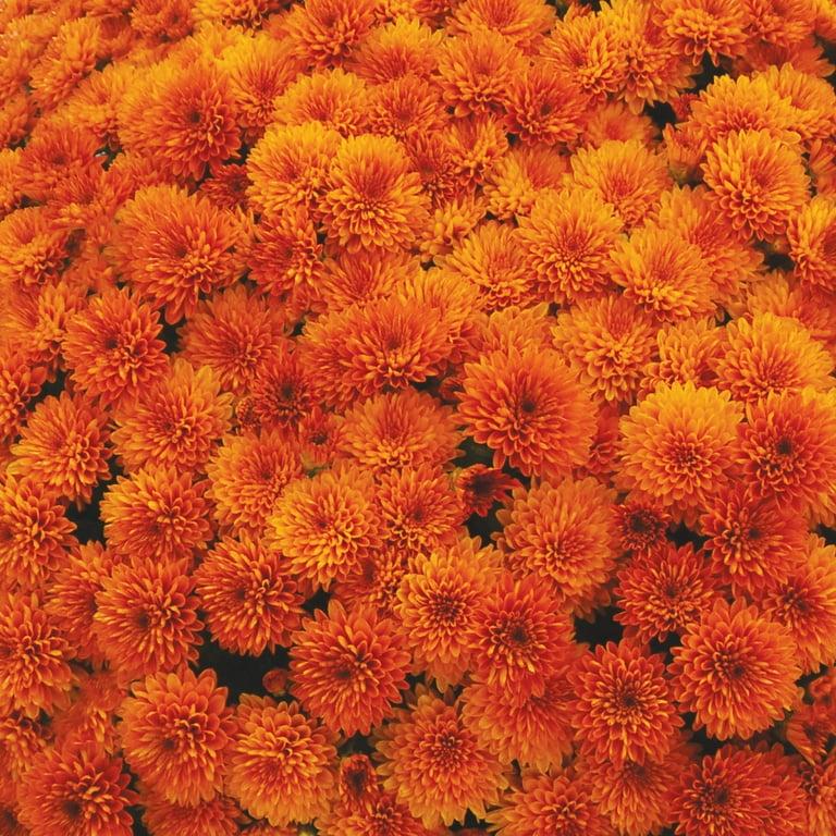 298 Mum, Orange Rhinos Orange - View 5 from www redcrocus com