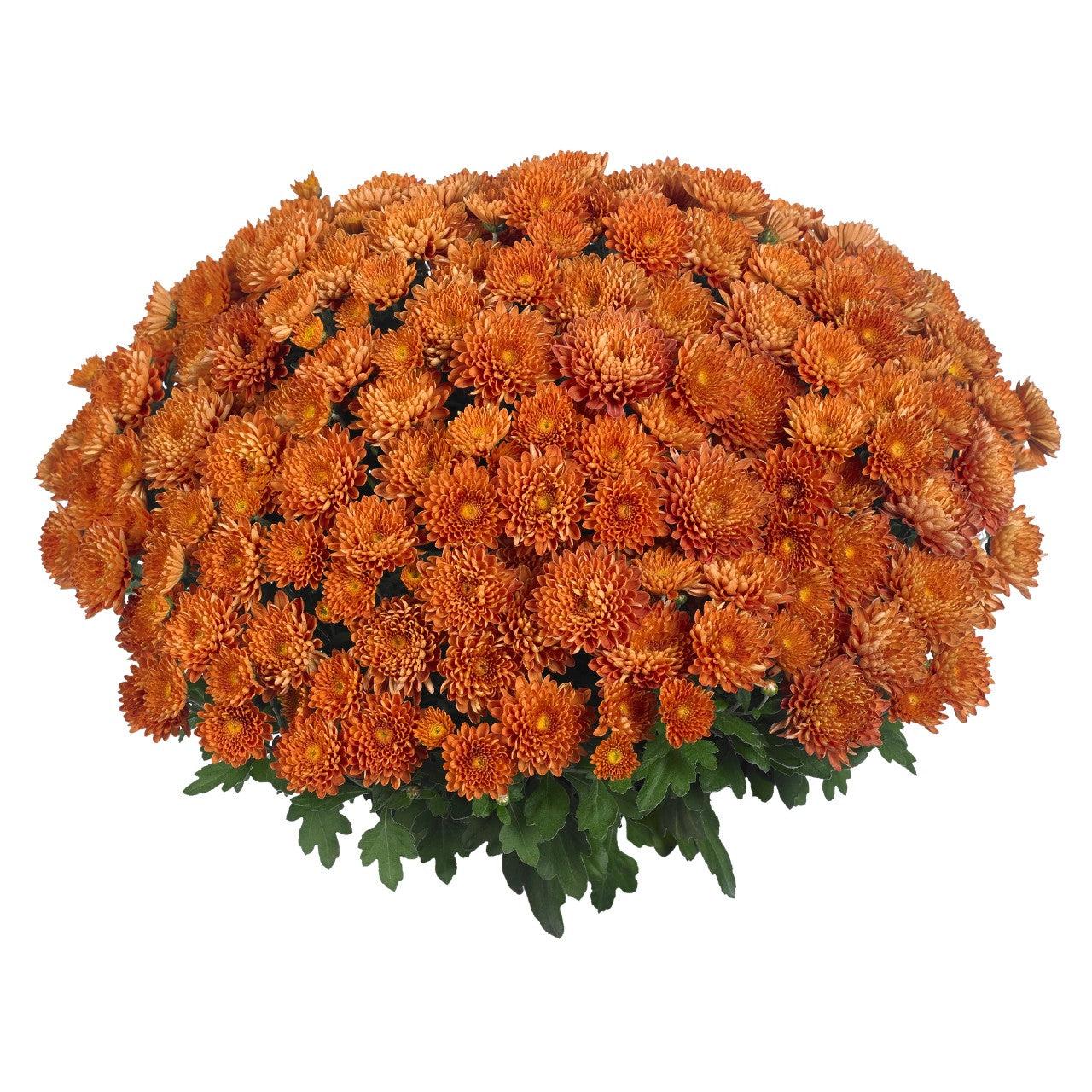 298 Mum, Orange Rhinos Orange - View 6 from www redcrocus com