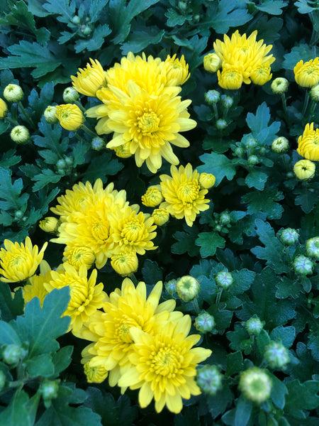 363 Mum, Yellow Dawn Yellow - View 12 from www redcrocus com