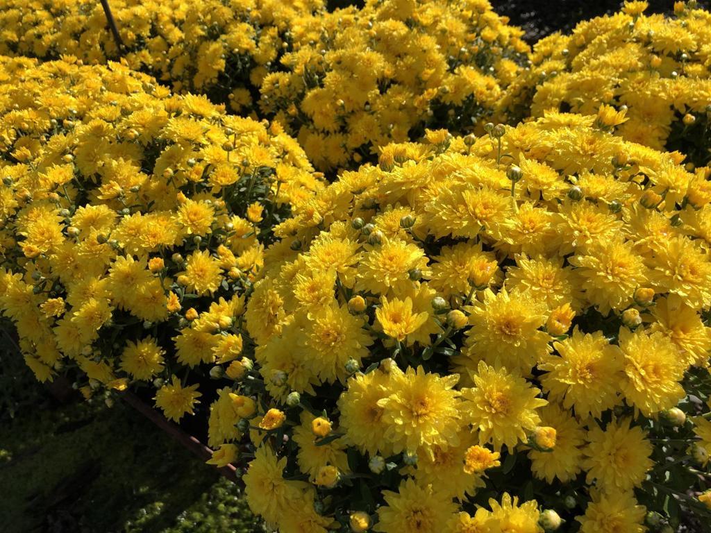 363 Mum, Yellow Dawn Yellow - View 20 from www redcrocus com