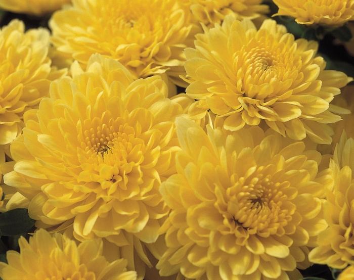363 Mum, Yellow Dawn Yellow - View 4 from www redcrocus com